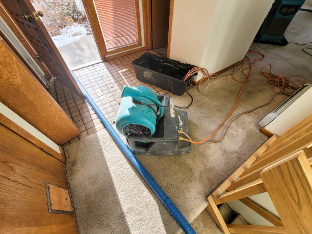 Best Water damage restoration specialists  in Berino, NM